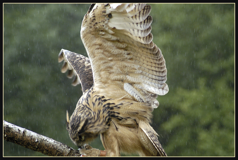 Owl Feeds