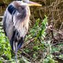 Nighty, Night, Heron