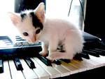 Piano Kitten v.1