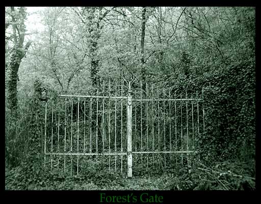 Forest's Gate