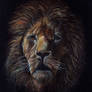 Beautiful Wildlife: Lion