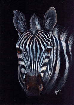Beautful Wildlife: Zebra