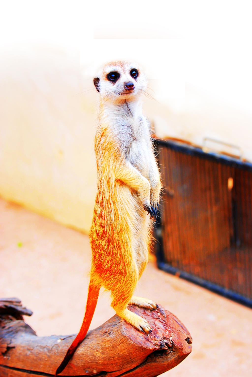 Merely A Meerkat 4