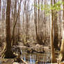 Congaree NP 3-3-2011 L9