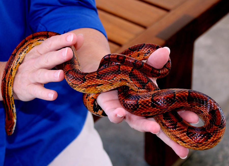 Tasker Snake Snake-handler by joeyglockner on DeviantArt