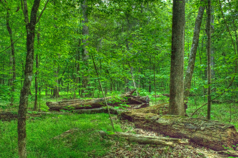 Oak Ridge Trail #5 by joeyglockner on DeviantArt