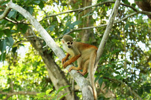 squirrel monkey Amazonas