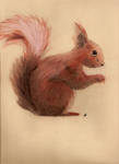 Squirrel by Itti