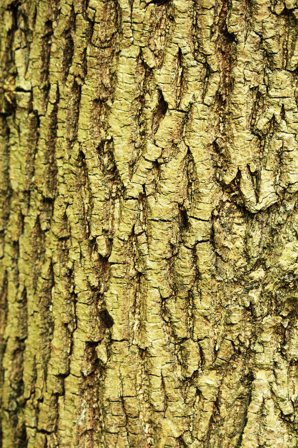 Texture: Bark by Itti
