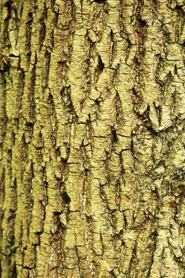 Texture: Bark