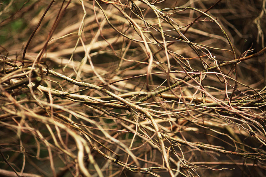 Texture: Twigs