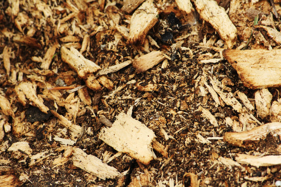 Texture: Wood Shavings