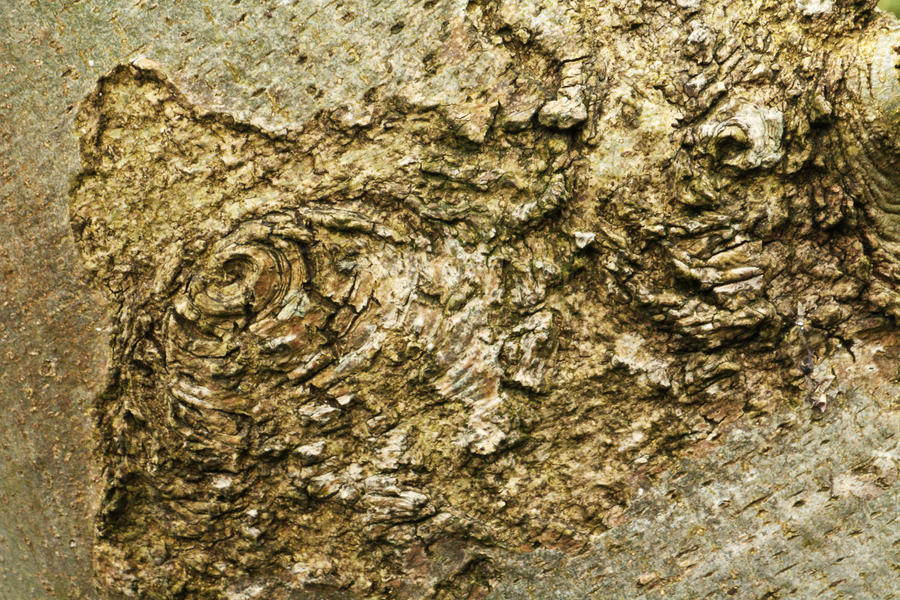 Texture: Knobbly Bark