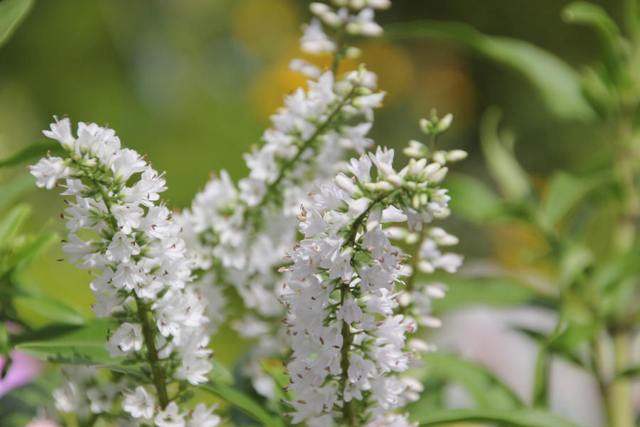 Nursery Closeup 14