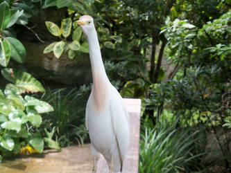 Bermuda Zoo: Scarlet Ibis