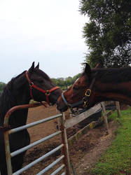 Merlin and Toby - Fall 2013