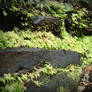 Lurking Apon Rocks