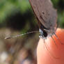 On the tip of my Finger