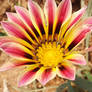 Flower II