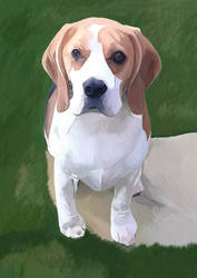 Drawing of a dog called Buster