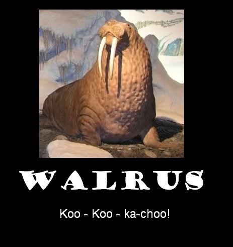 Walrus motivational