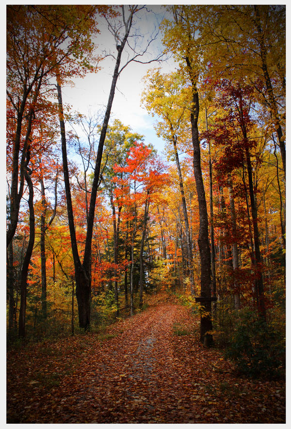 Painted Forests