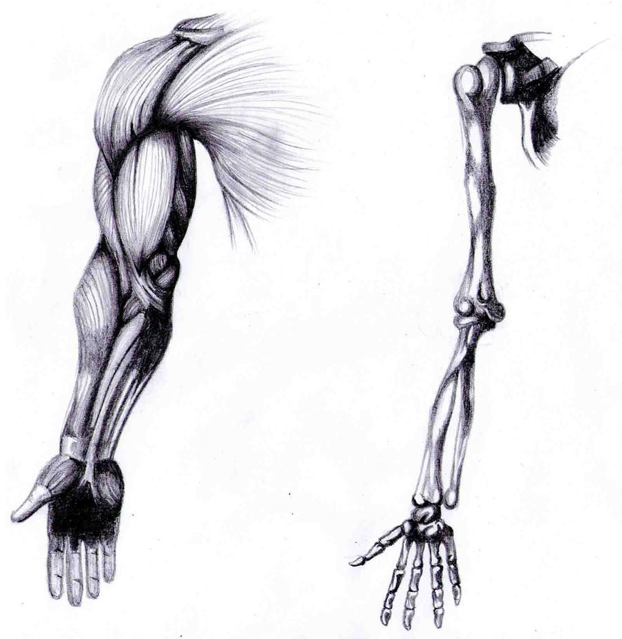 Arm Anatomy Study by Bleedingheartsyndrom on DeviantArt