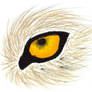 closeup wolf eye