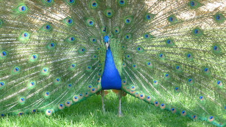 Peacock