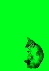 My Cat Crispy Wallpaper