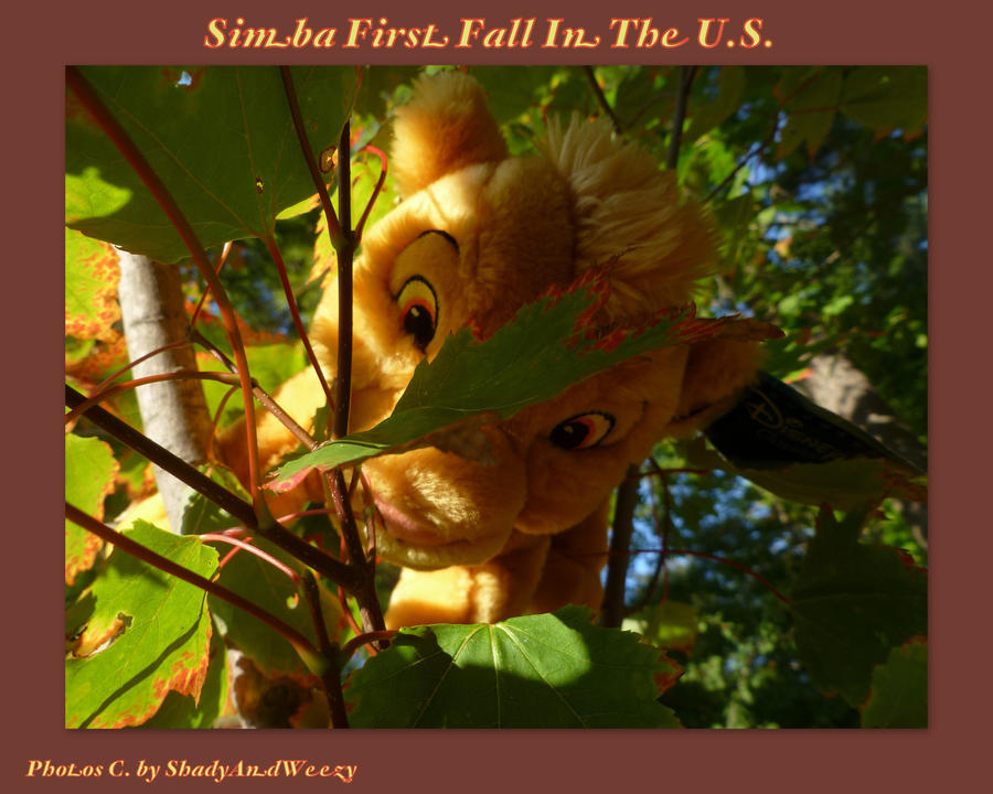 Simba Runs Fall Simbas First Fall In the US by DoloAndElectrik on DeviantArt