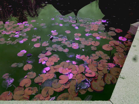 Lily Pads