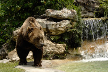 Bear near water