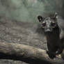 Fossa