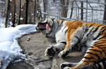 Tiger Roadkill by HecklingHyena