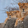 The Glares of the Lionesses