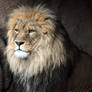 African Lion.4.
