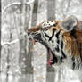 Amur Tiger.1.