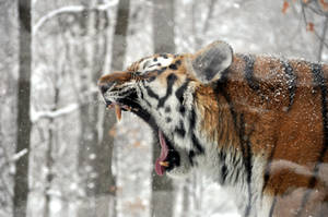 Amur Tiger.1.