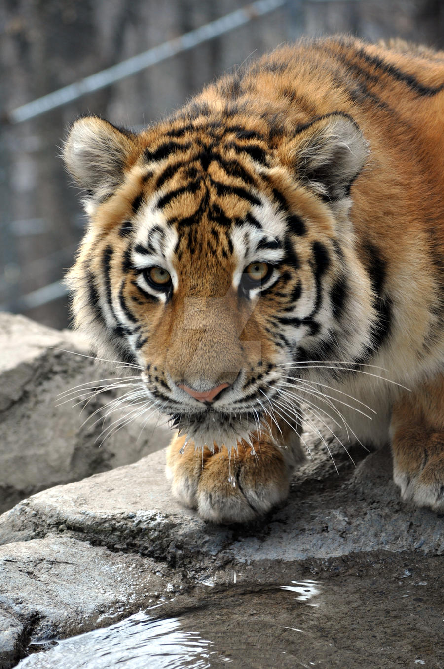 Amur Tiger.3.