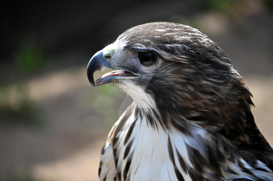 Red Tailed Hawk.2.