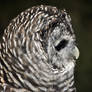 Barred Owl.1.