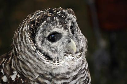 Barred Owl.2.