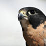 Peregrine Falcon