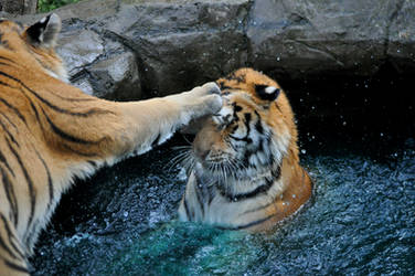 Amur Tiger.5. by HecklingHyena