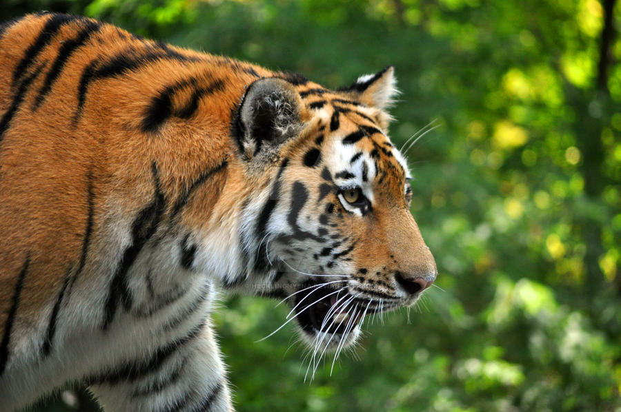 Amur Tiger.6.