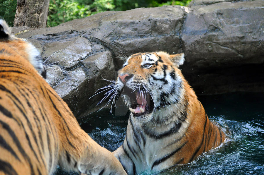 Amur Tiger.7.