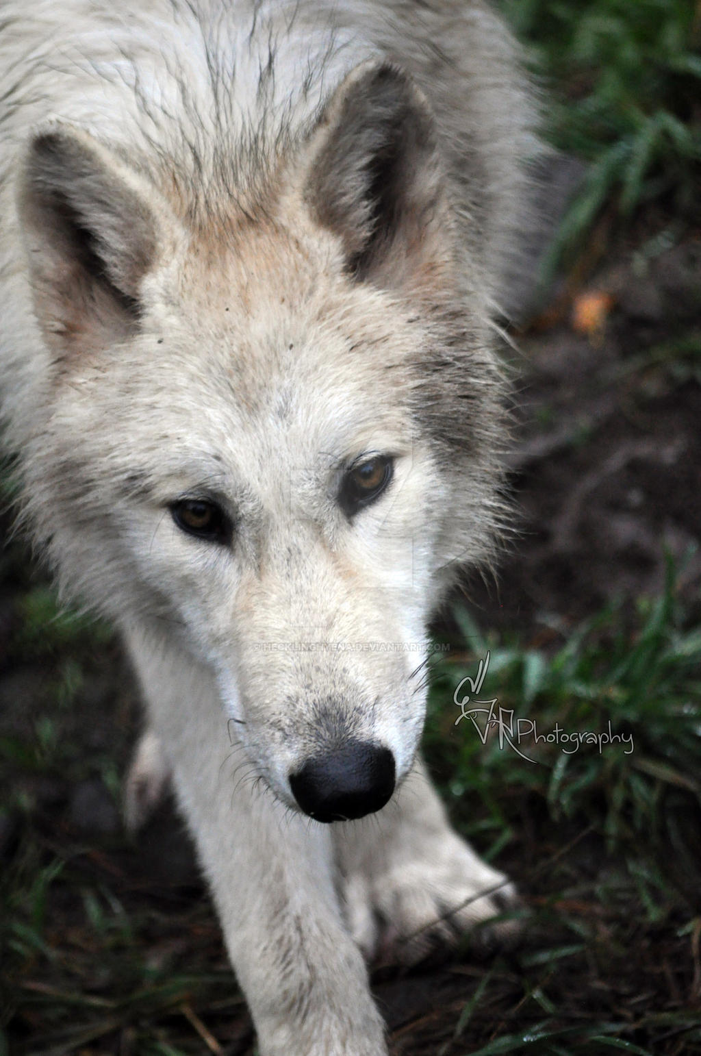 Gray Wolf.1.