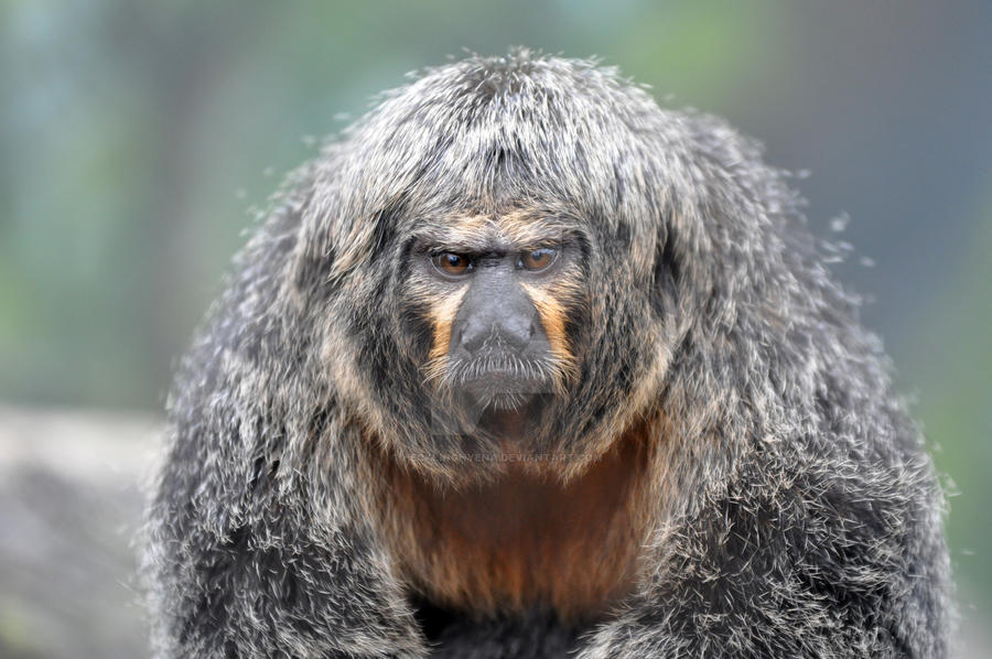 White Faced Saki Monkey.1.