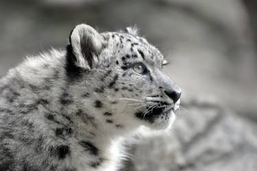 Snow Leopard.11.